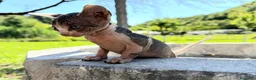 Sphynx gatti in vendita: Cuccioli sphynx - Annuncio 4