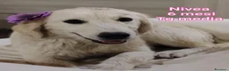 Meticcio cani in regalo: TROPPI CUCCIOLI SOLI IN RIFUGIO  a Provincia di Verona - Annuncio 9