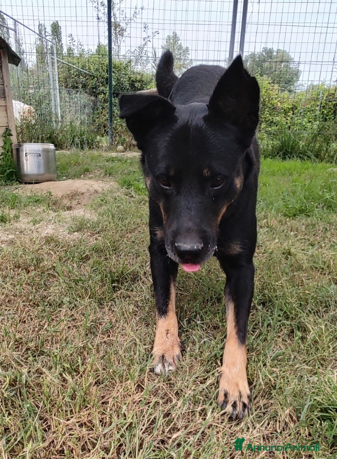 Meticcio cani in regalo: Adotta Sam a Provincia di Treviso - Annuncio 3