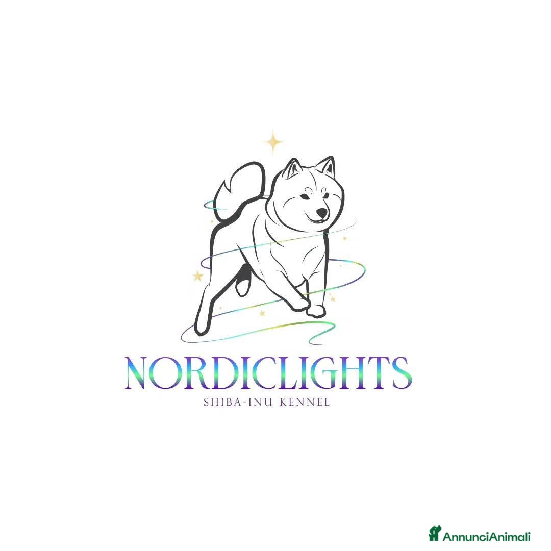 Shiba Inu cani in vendita: SHIBA INU CUCCIOLI  - Annuncio 13