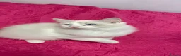 Ragdoll gatti in vendita: Ragdoll blu Bicolore  - Annuncio 2