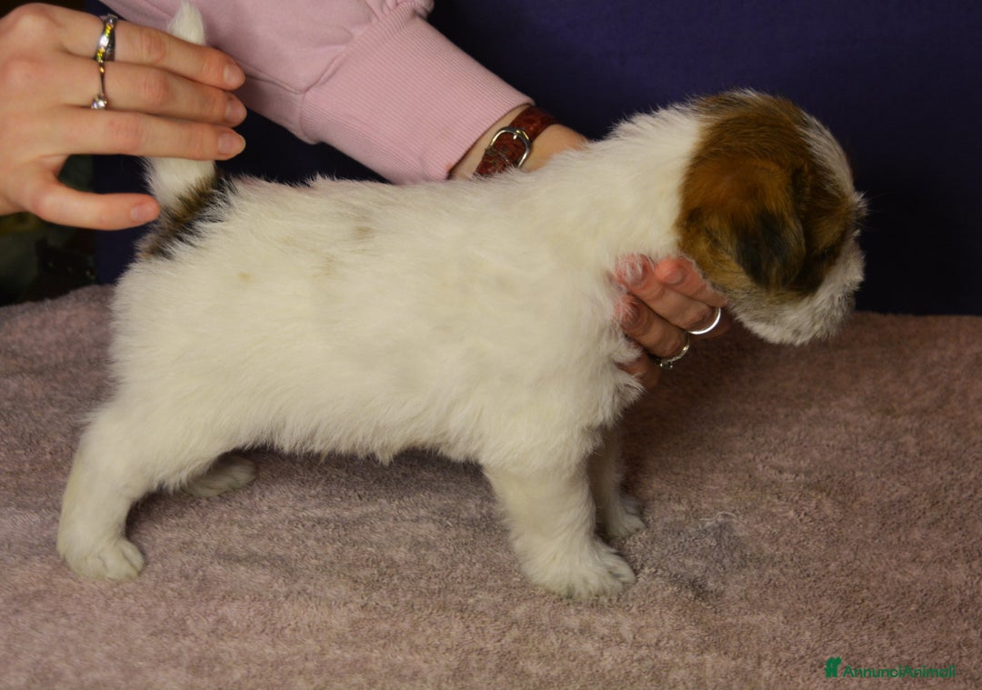 Jack Russell cani in vendita: ultimi cuccioli Jack russell terrier a pelo duro - Annuncio 5