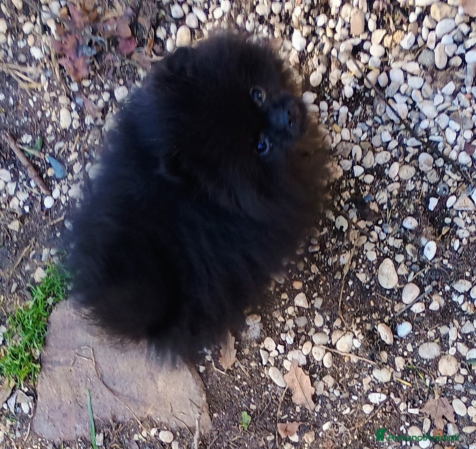 Volpino Pomerania cani Volpino di Pomerania - Annuncio 1