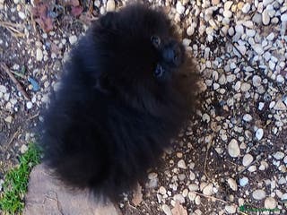 Volpino Pomerania cani Volpino di Pomerania - Annuncio 9