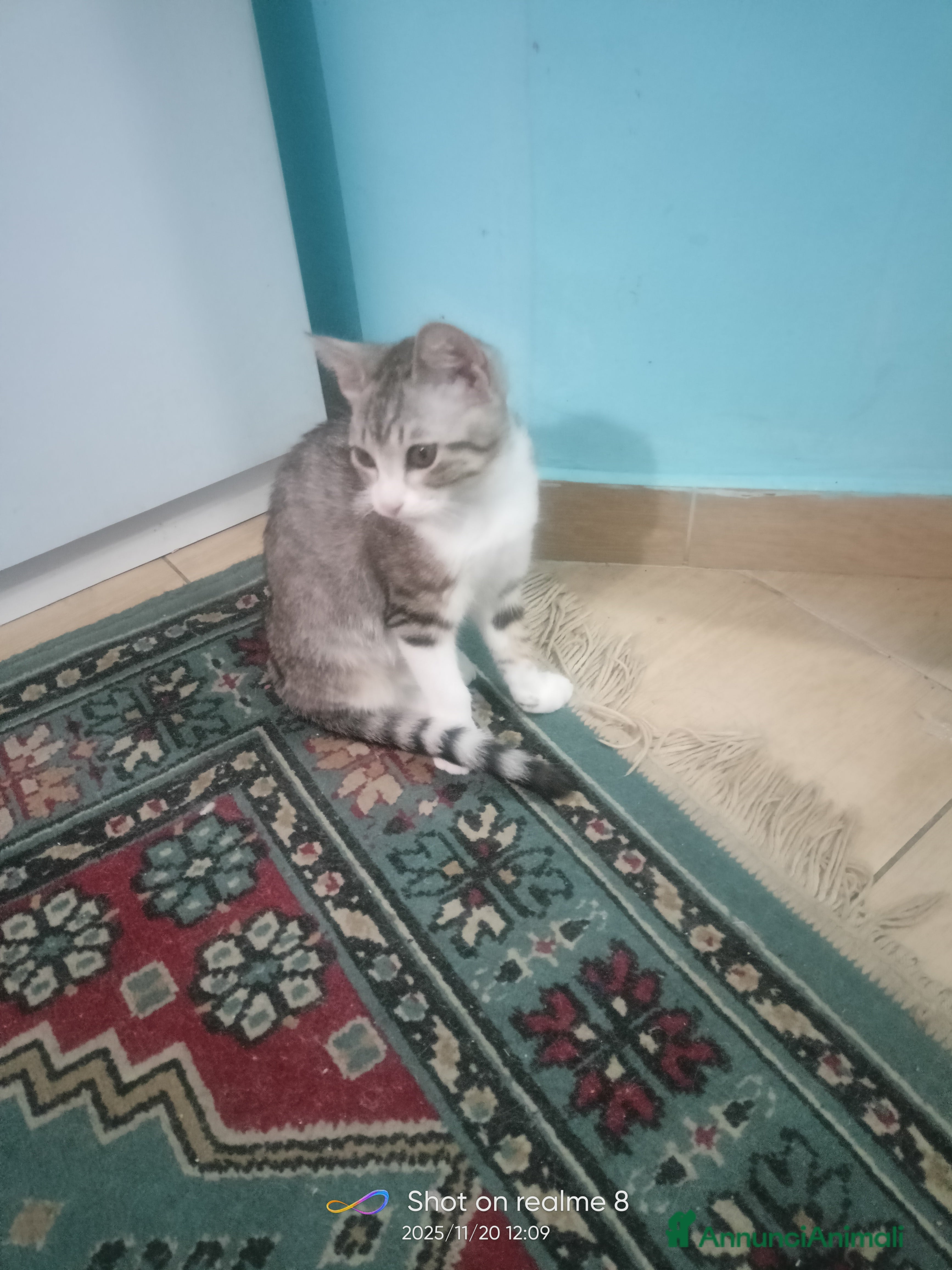 Altre razze gatti Gatti  - Annuncio 7