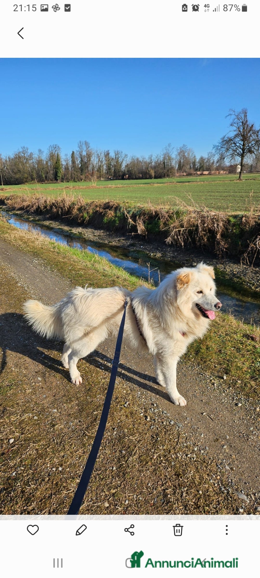 Meticcio cani in regalo: Bubu 4anni tg media da 2anni in box NOVARA SOS  - Annuncio 10