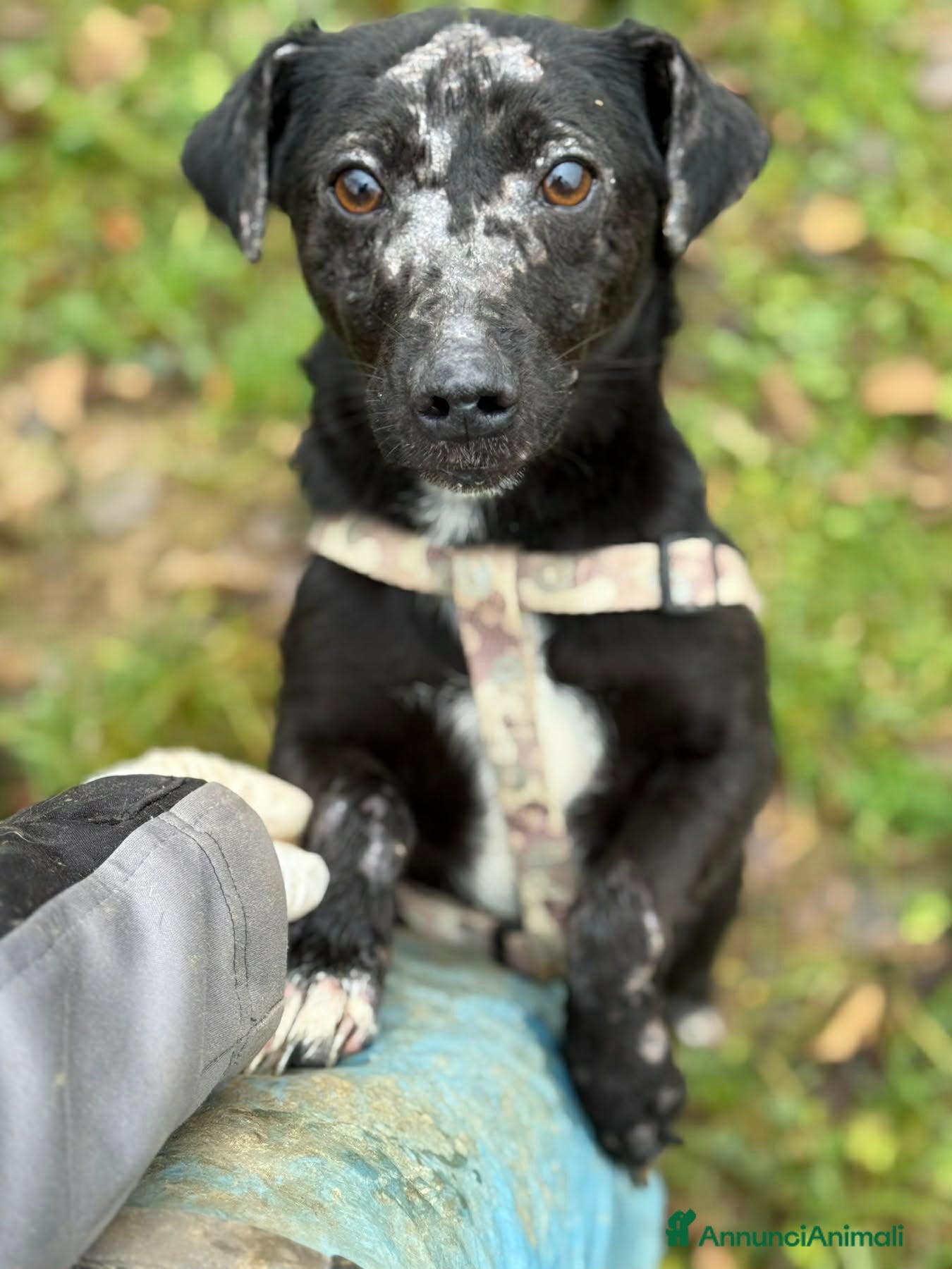 Meticcio cani NOAH, dolce nanetto spennacchiato! Tg PICCOLA. - Annuncio 35