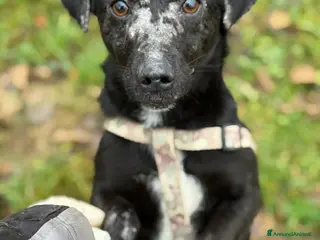 Meticcio cani NOAH, dolce nanetto spennacchiato! Tg PICCOLA. - Annuncio 40