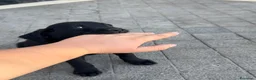 Labrador cani in vendita: Labrador Nero - Annuncio 5
