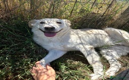 Meticcio cani in regalo: Mafalda, meravigliosa mini labradorina a Provincia di Latina - Immagine 6