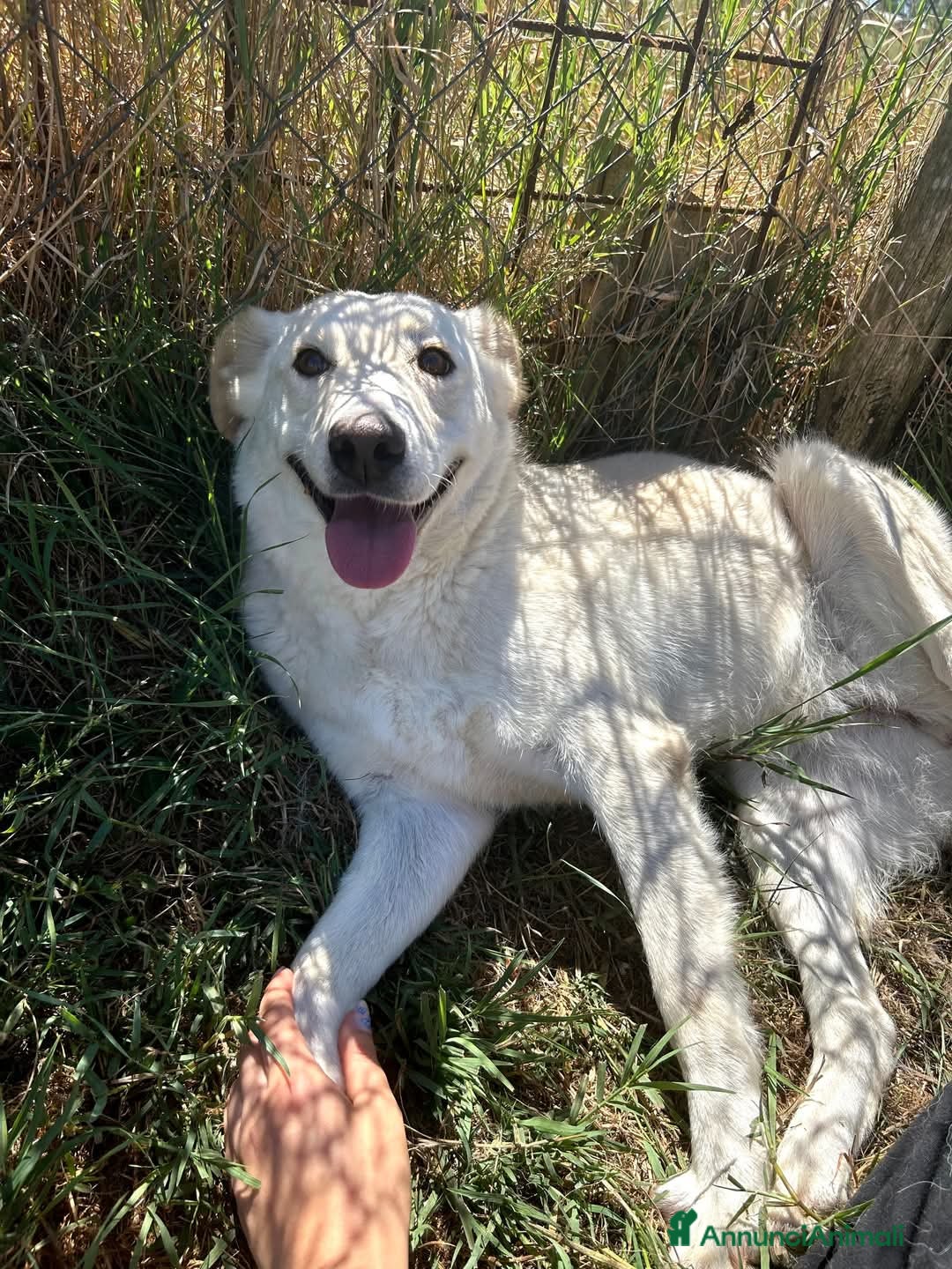 Meticcio cani in regalo: Mafalda, meravigliosa mini labradorina a Provincia di Latina - Immagine 6