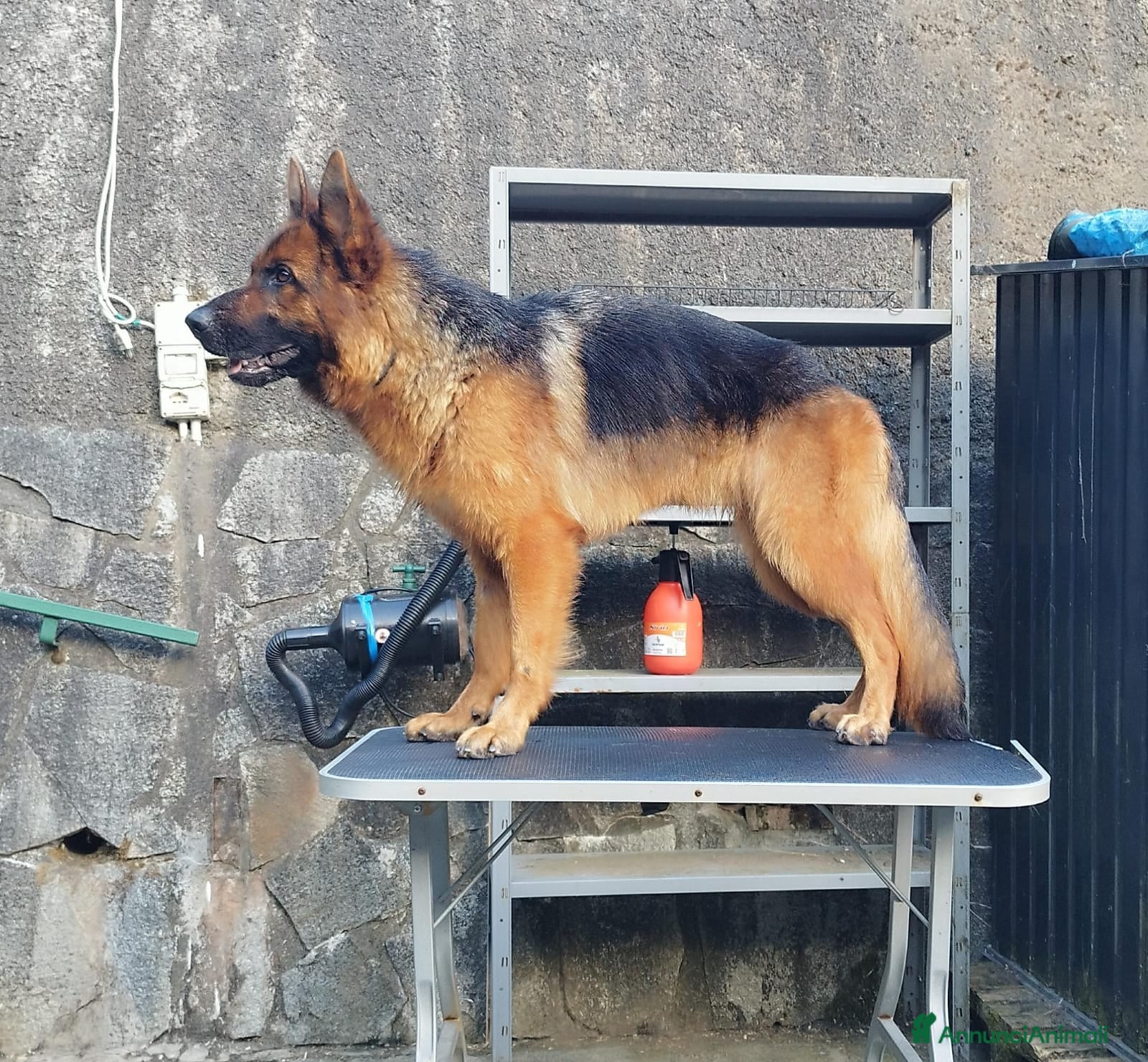 Pastore Tedesco cani Cucciole femmine di pastore tedesco  - Annuncio 1