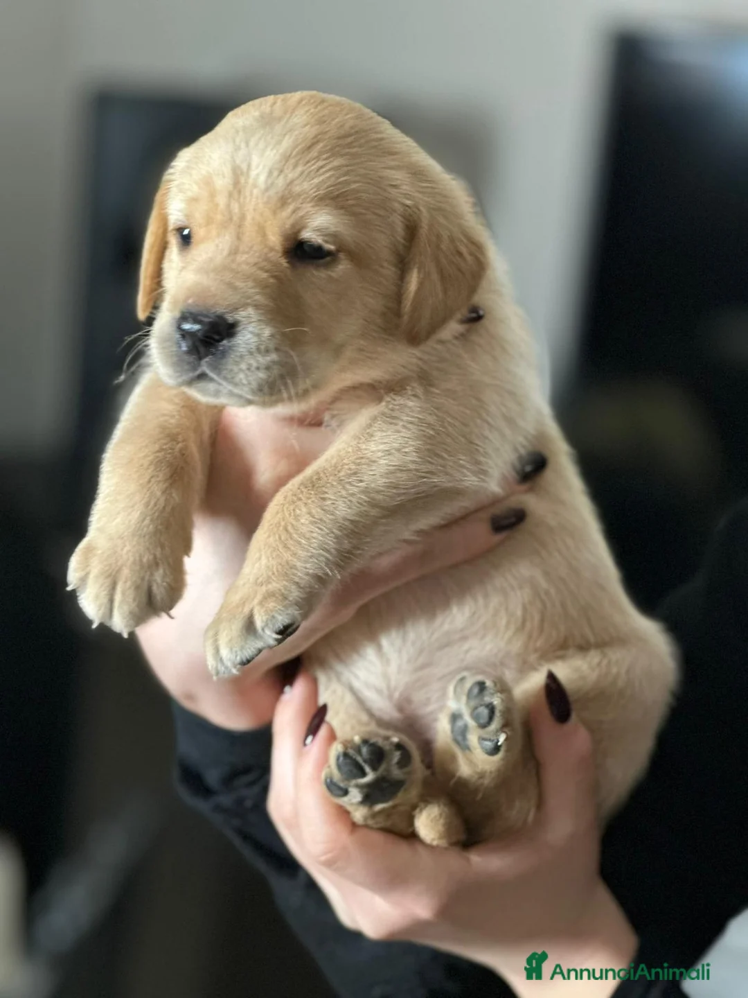 Labrador cani in vendita: LABRADOR felicità A 4 ZAMPE - Annuncio 3