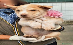 Altre razze cani in regalo: Medusa in adozione - Immagine 5