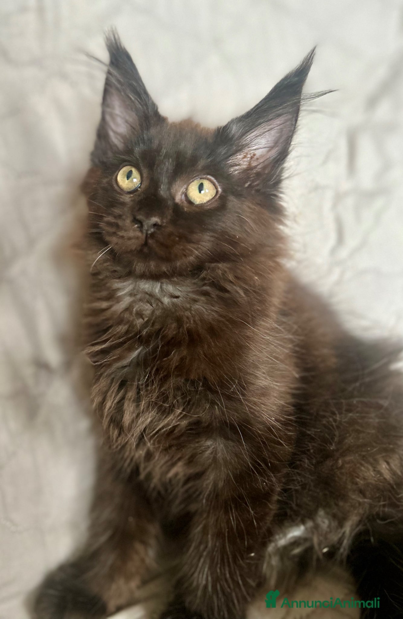 Maine Coon gatti Cuccioli di Maine Coon - Annuncio 2