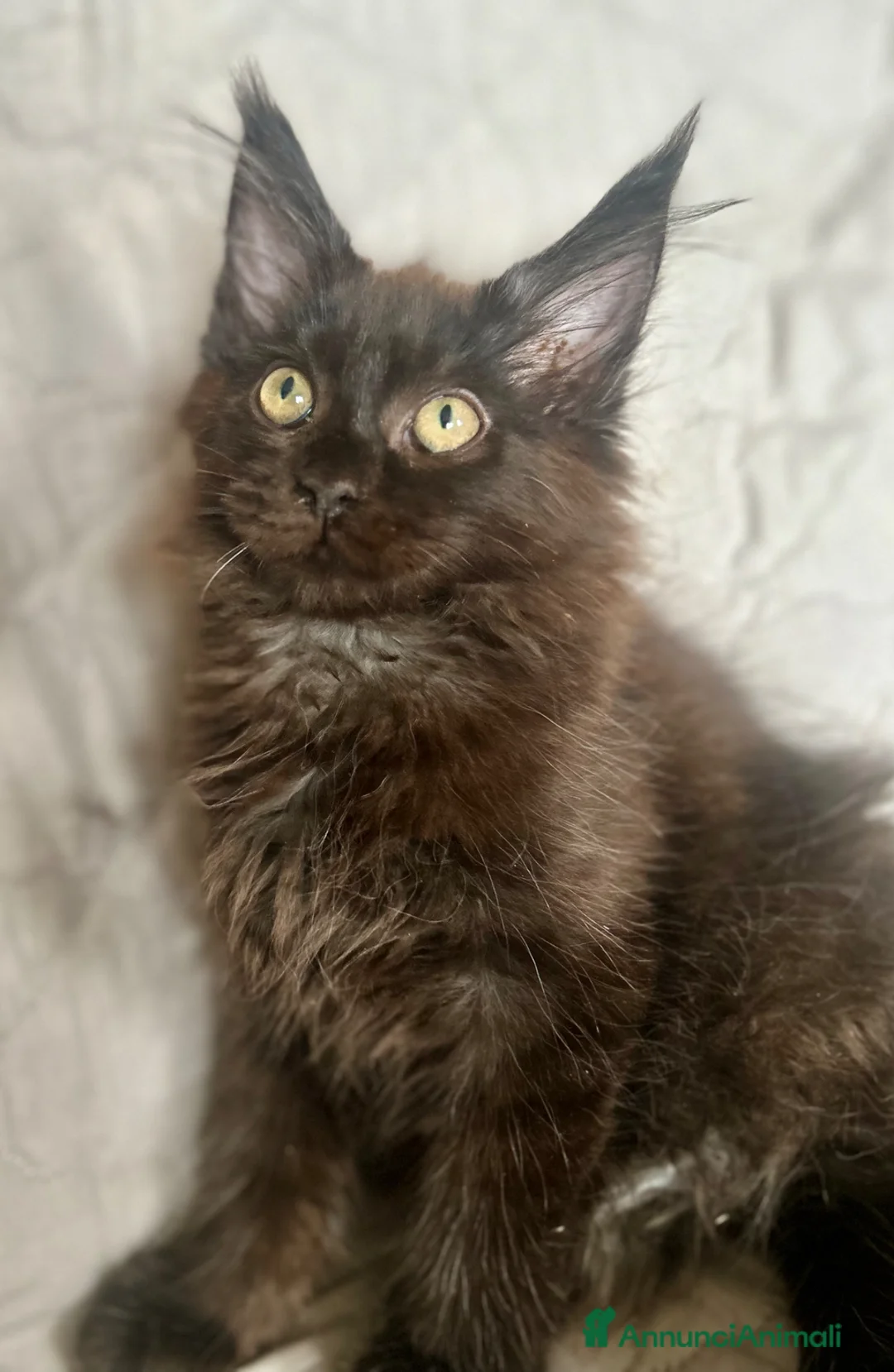 Maine Coon gatti in vendita: Cuccioli di Maine Coon - Annuncio 2