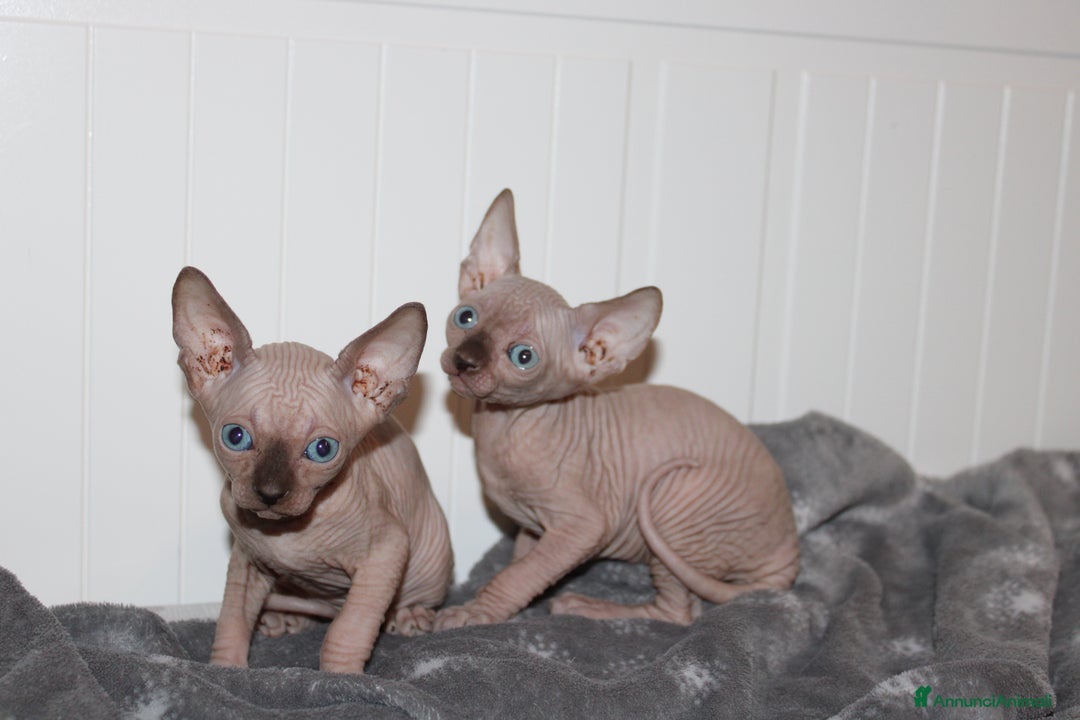 Sphynx gatti in vendita: Vendo cuccioli di sphynx a Provincia di Massa e Carrara - Immagine 4