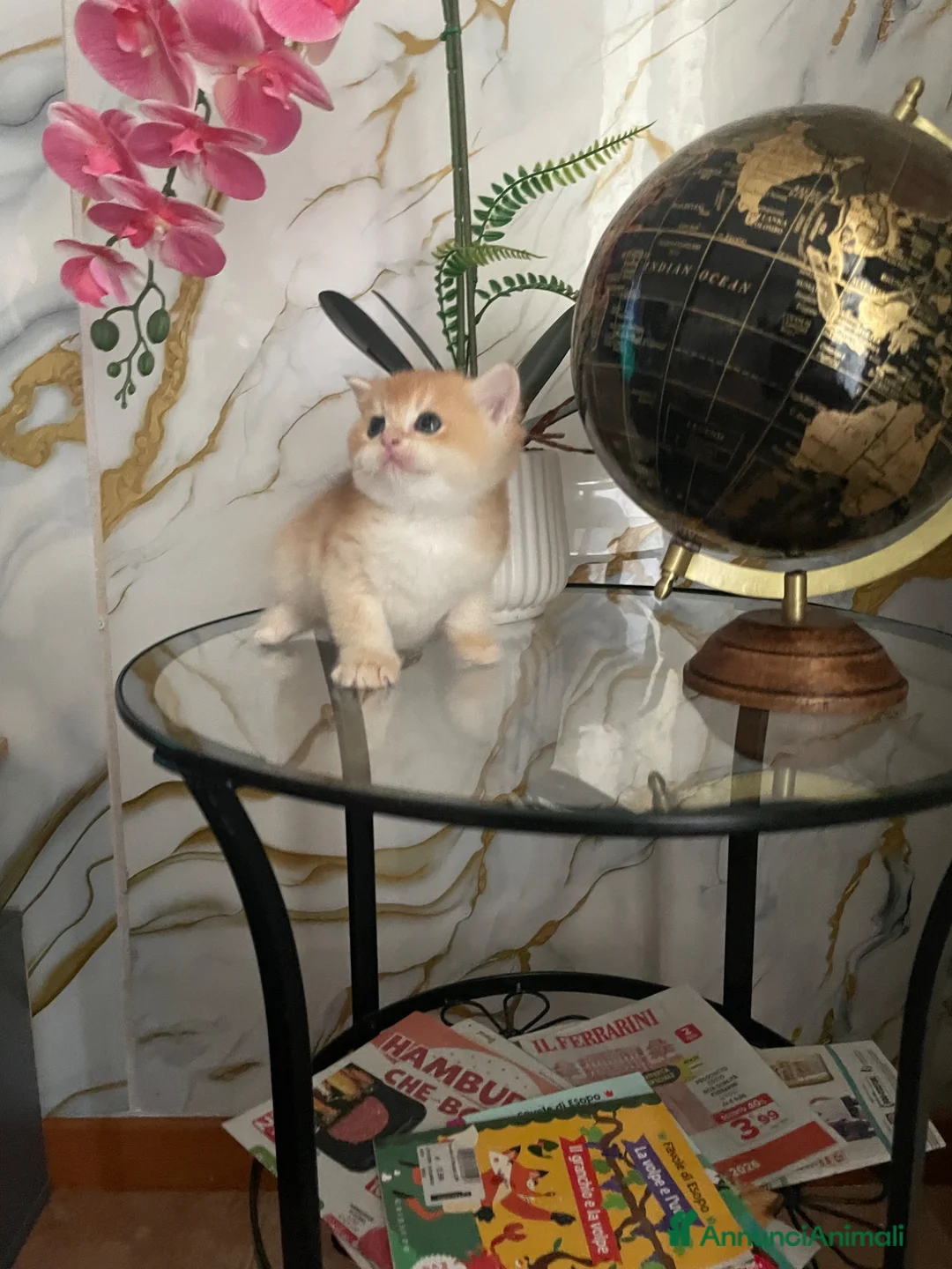 British gatti in vendita: BRITISH SHORTHAIR  - Annuncio 2