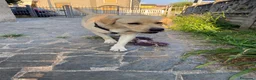 Labrador cani in regalo: Regalo Labrador Retriver di 2 anni a Provincia di Monza e della Brianza - Annuncio 3