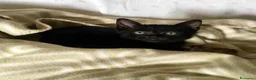 Europeo gatti in regalo: Gattini neri cercano famiglia  - Annuncio 1