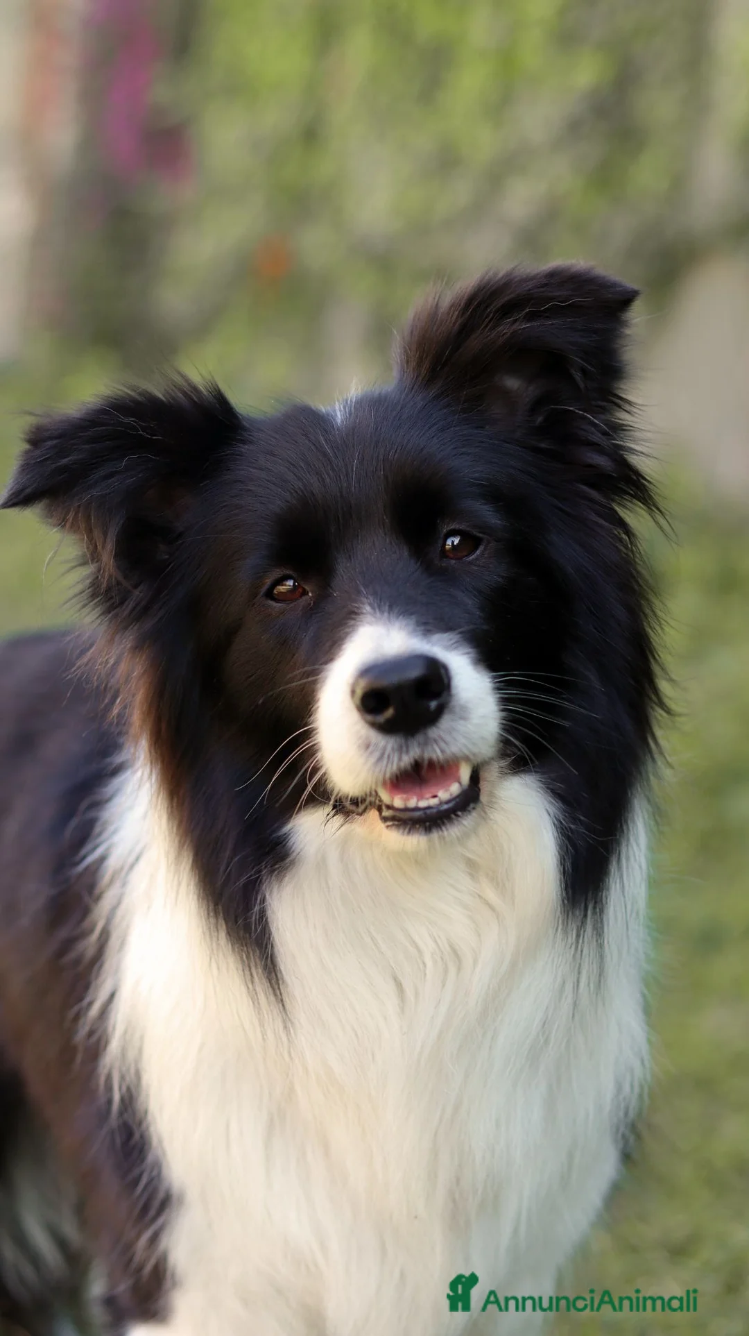 Border Collie cani in vendita: Cuccioli di Border Collie, linea da bellezza a Provincia autonoma di Bolzano - Alto Adige - Annuncio 2