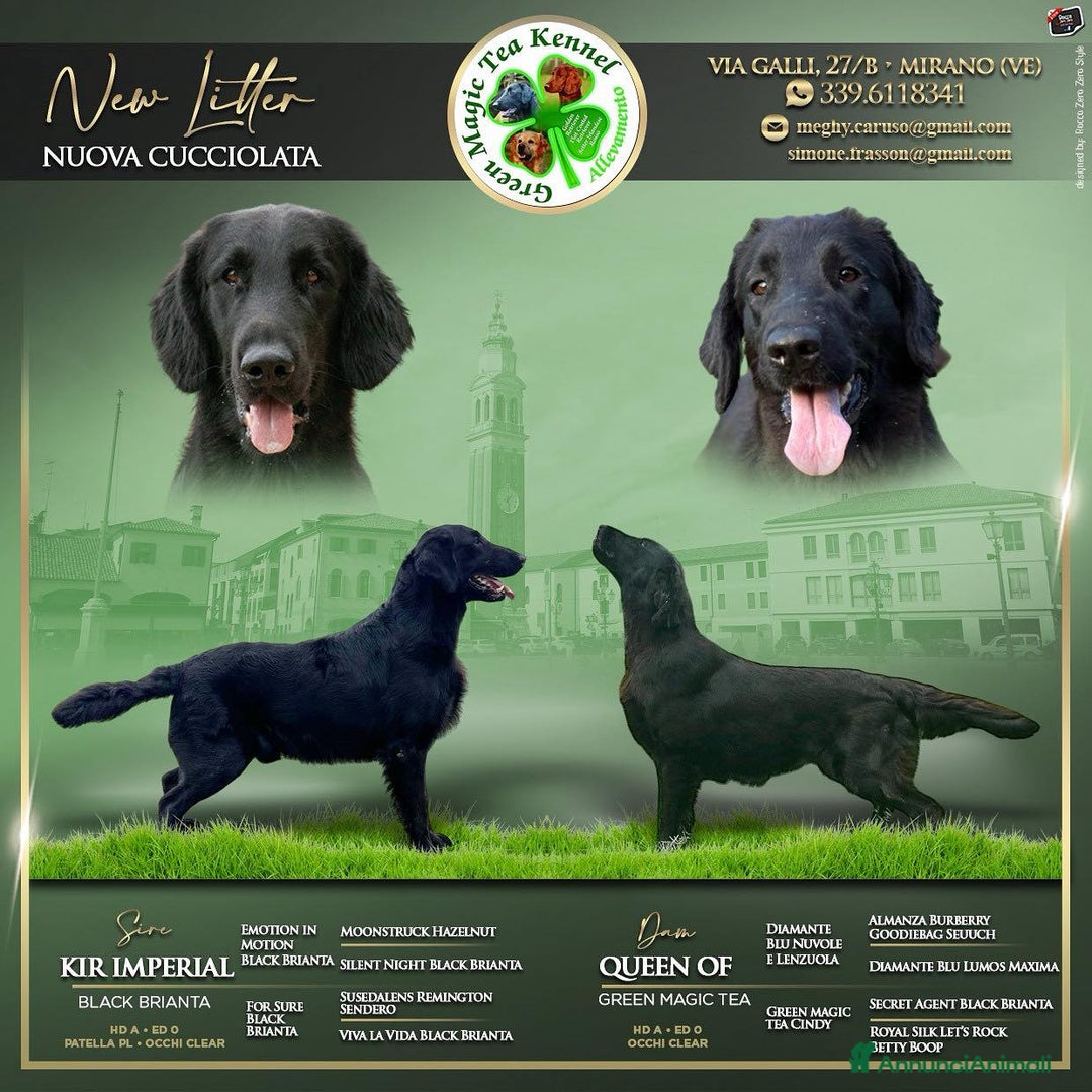 Flat Coated cani in vendita: Cuccioli Flat Coated Retriever - Annuncio 6