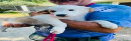 Altre razze cani in regalo: Tenerissimi cuccioli s. Maremmani - Annuncio 5