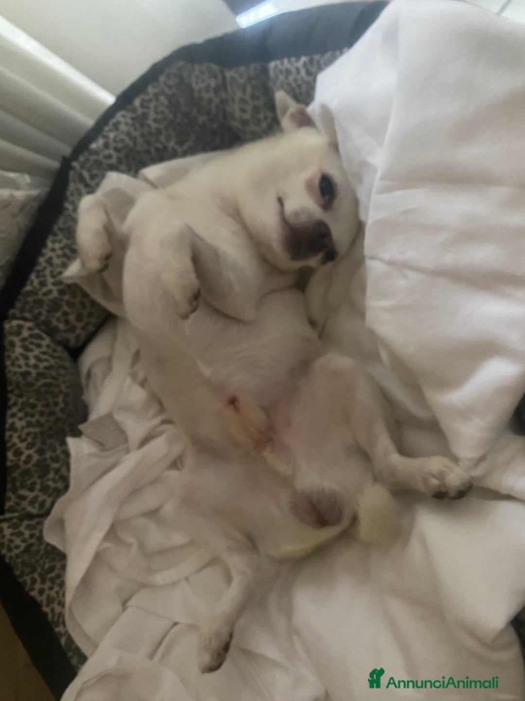 Chihuahua cani per accoppiamento: Accoppiamento per cane chihuahua maschio KING - Annuncio 3