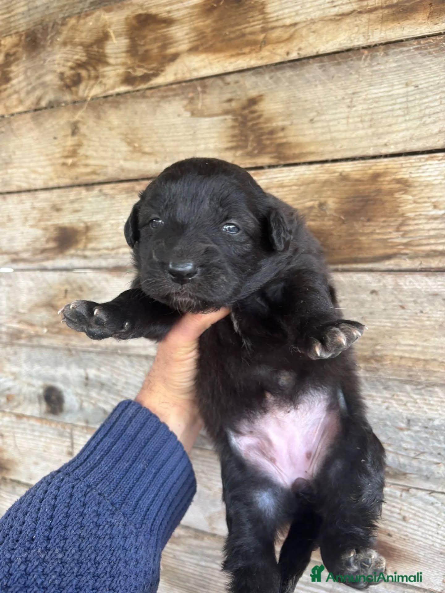 Meticcio cani KELLY dolce cucciola futura taglia media adozione - Annuncio 2