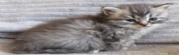 Siberiano gatti in vendita: Cuccioli siberiani  - Annuncio 2