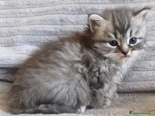 Siberiano gatti Cuccioli siberiani - Annuncio 2