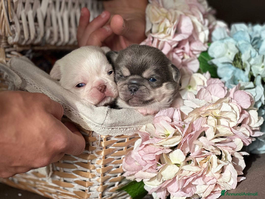 Chihuahua cani in vendita: cuccioli chihuahua - Annuncio 3