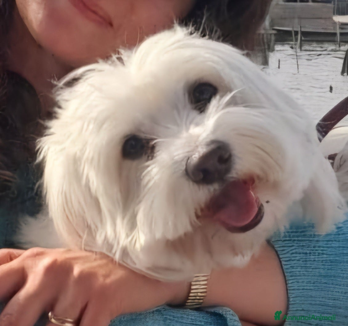 Maltese cani Cerco fidanzatina per Miro - Annuncio 1