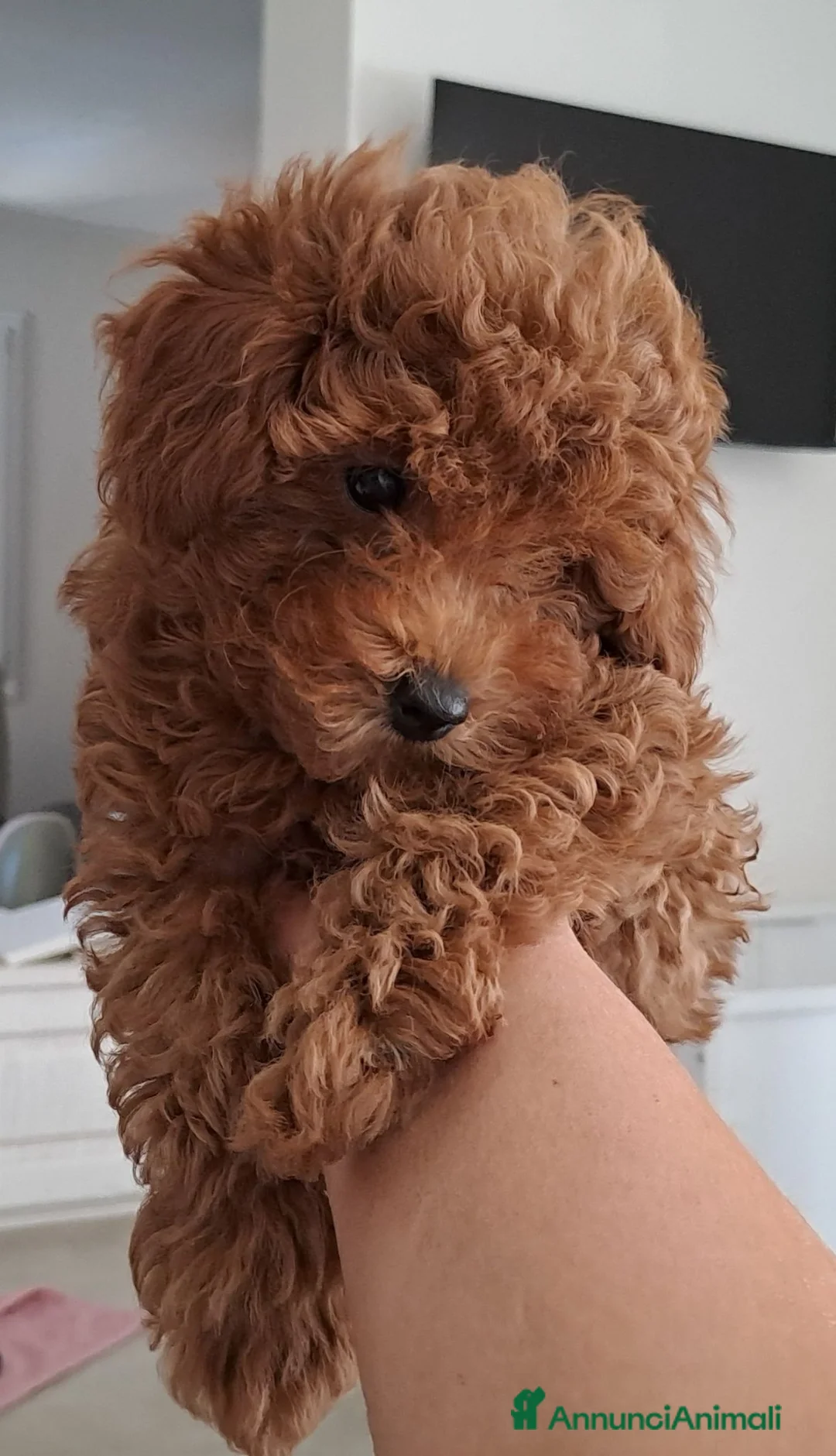 Barboncino cani in vendita: Barboncino femmina  - Annuncio 1