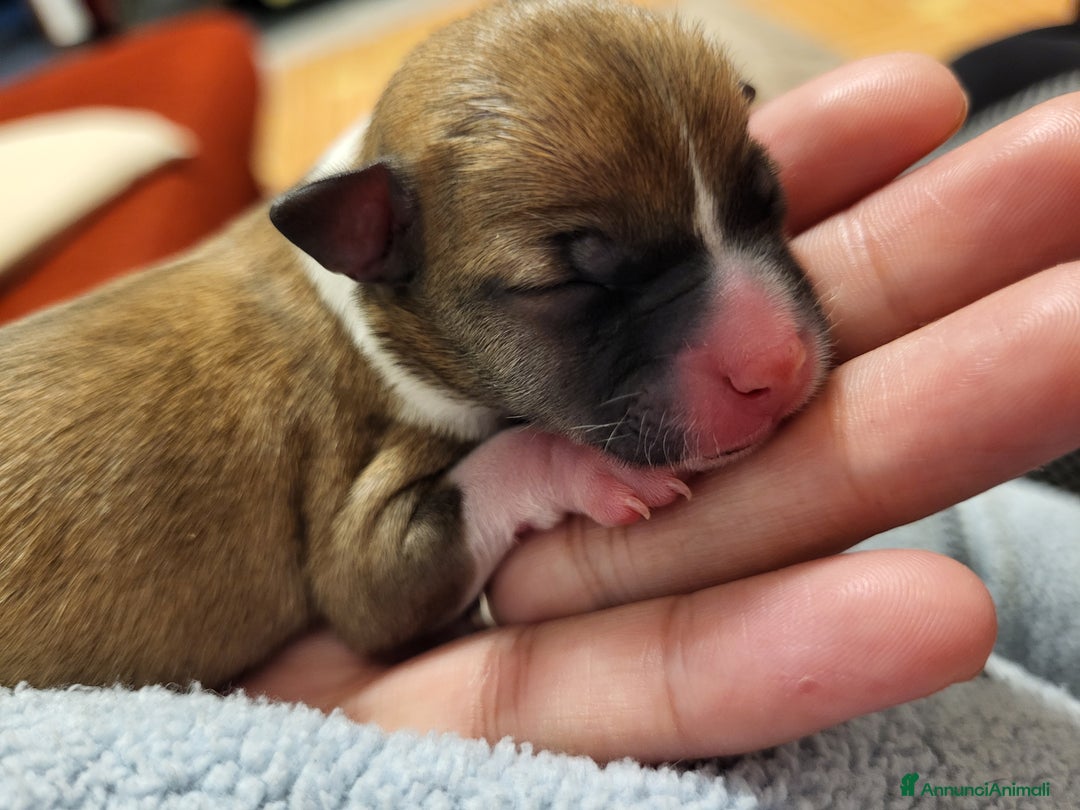 Meticcio cani in vendita: Vendo  - Annuncio 4