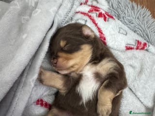 Volpino Italiano cani Cuccioli di meticcio (simil volpino italiano) - Annuncio 1