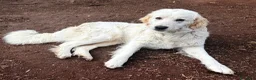 Meticcio cani in regalo: JACK MERAVIGLIOSO INC GOLDEN CERCA CASA - Annuncio 3