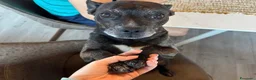 Meticcio cani per accoppiamento: Johnny cerca una compagna ❤️🐾 - Annuncio 3