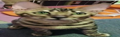 Bengala 2