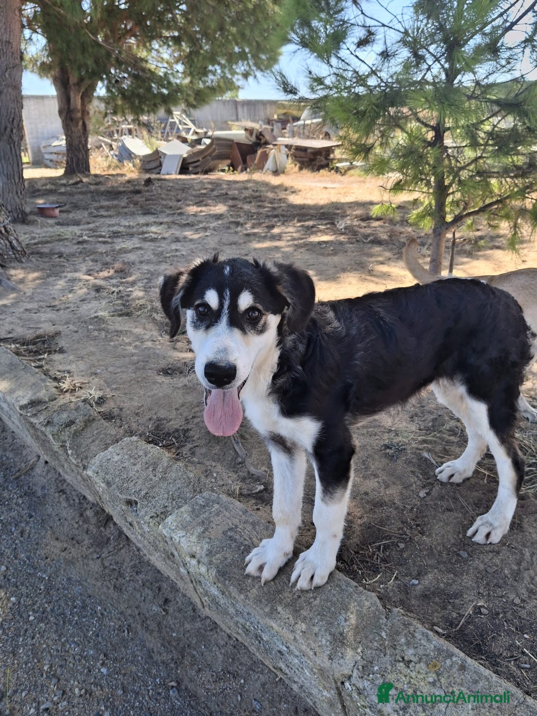 Meticcio cani in regalo: BRETZEL 🩷 - cucciola, ultima della sua cucciolata - Annuncio 6