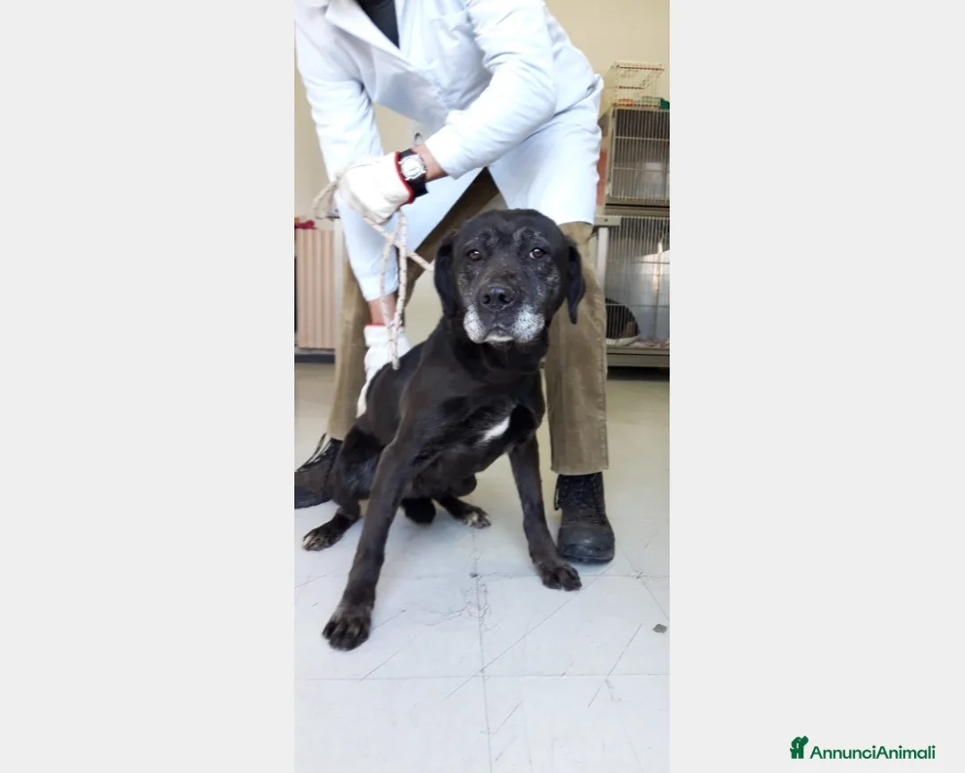 Meticcio cani in regalo: Massimina, dolcissima cerca casa  a Roma - Annuncio 2