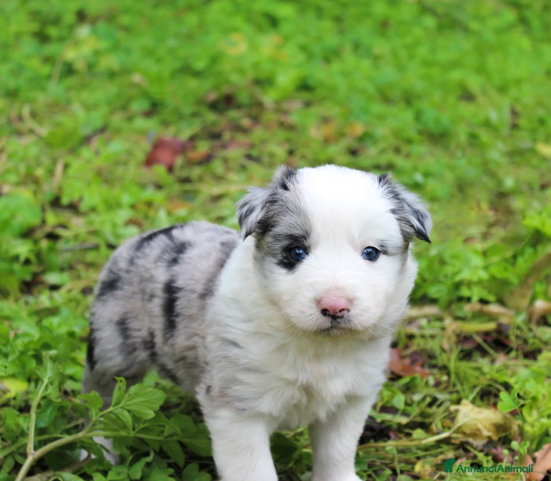 Border Collie cani in vendita: Cuccioli di Border Collie - Annuncio 4