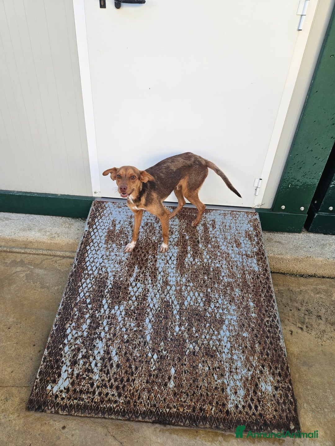 Meticcio cani in regalo: Lupo: cucciolotto taglia piccola socievole  a Città Metropolitana di Genova - Annuncio 7