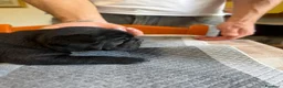 Bulldog Francese cani in vendita: bulldog francese  - Annuncio 15
