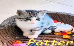 Europeo gatti in regalo: POTTER DOLCISSIMO GATTINO - Immagine 1