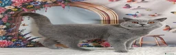 British gatti in vendita: BRITISH SHORTHAIR ROBYN  - Annuncio 4