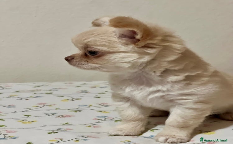 Chihuahua cani a Provincia di Lucca - Annuncio 5