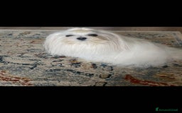 Maltese cani per accoppiamento: Maltese maschio accoppiamento a Provincia di Brescia - Immagine 2