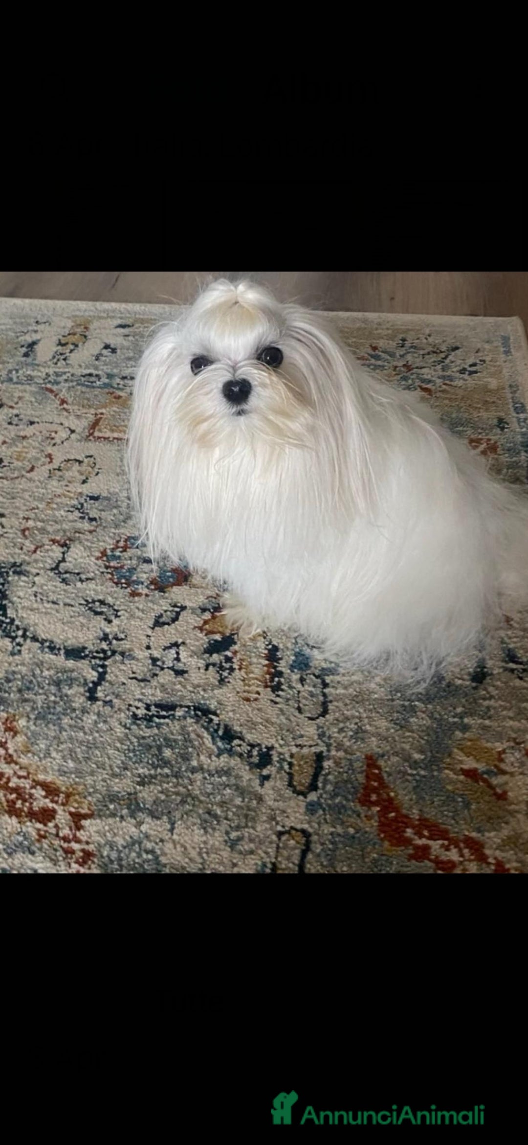 Maltese cani per accoppiamento: Maltese maschio accoppiamento a Provincia di Brescia - Immagine 2