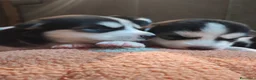 Husky cani in vendita: Cuccioli di siberian husky - Annuncio 24